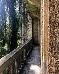 Walkway amidst trees