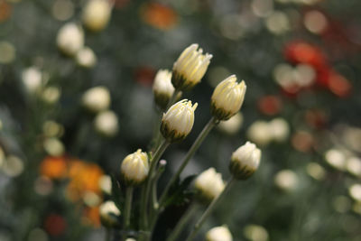 Close-up of flowers blooming outdoors