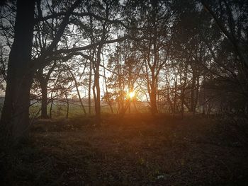 Trees on landscape against sky at sunset
