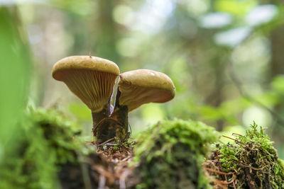 Close-up of mushroom growing on land