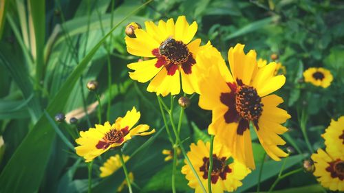 Close-up of bee on yellow flower