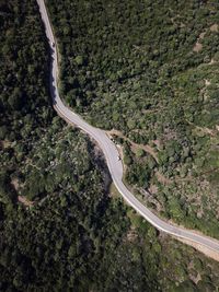 High angle view of road amidst trees