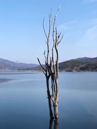 Bare tree by lake against sky