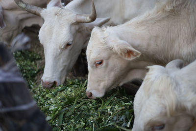 Cow in a farm