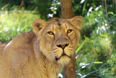 Portrait of a lion