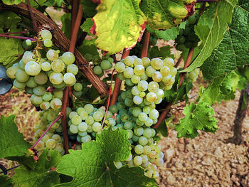 Grapes growing in vineyard