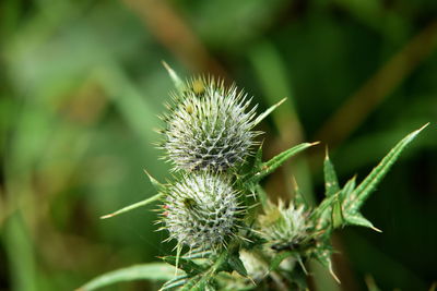 plant