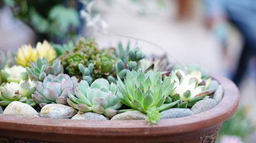 Close-up of succulent plant