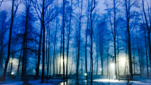View of illuminated trees in forest during winter