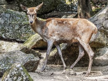 Deer standing on rock