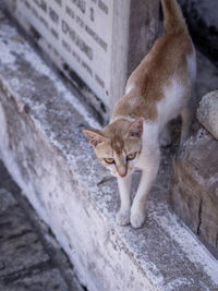 High angle portrait of cat relaxing on wall