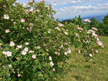 Flowers blooming in field