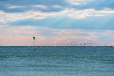 Birds on horizon