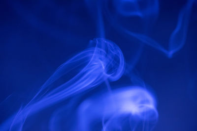 Close-up of jellyfish swimming in sea