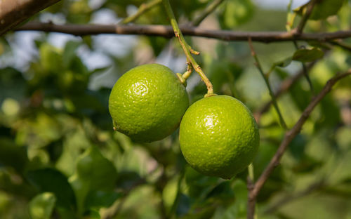 Close-up of fruit growing on tree