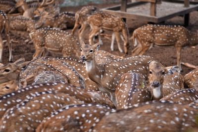 View of deer resting on land