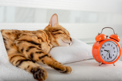 A beautiful red cat is resting on a pillow. sleeping bengal cat.