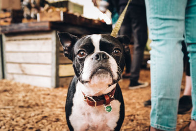 Low section of woman standing by dog