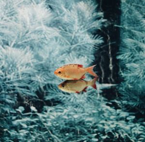 Close-up of fish swimming in aquarium