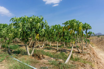 Plants growing on field against sky