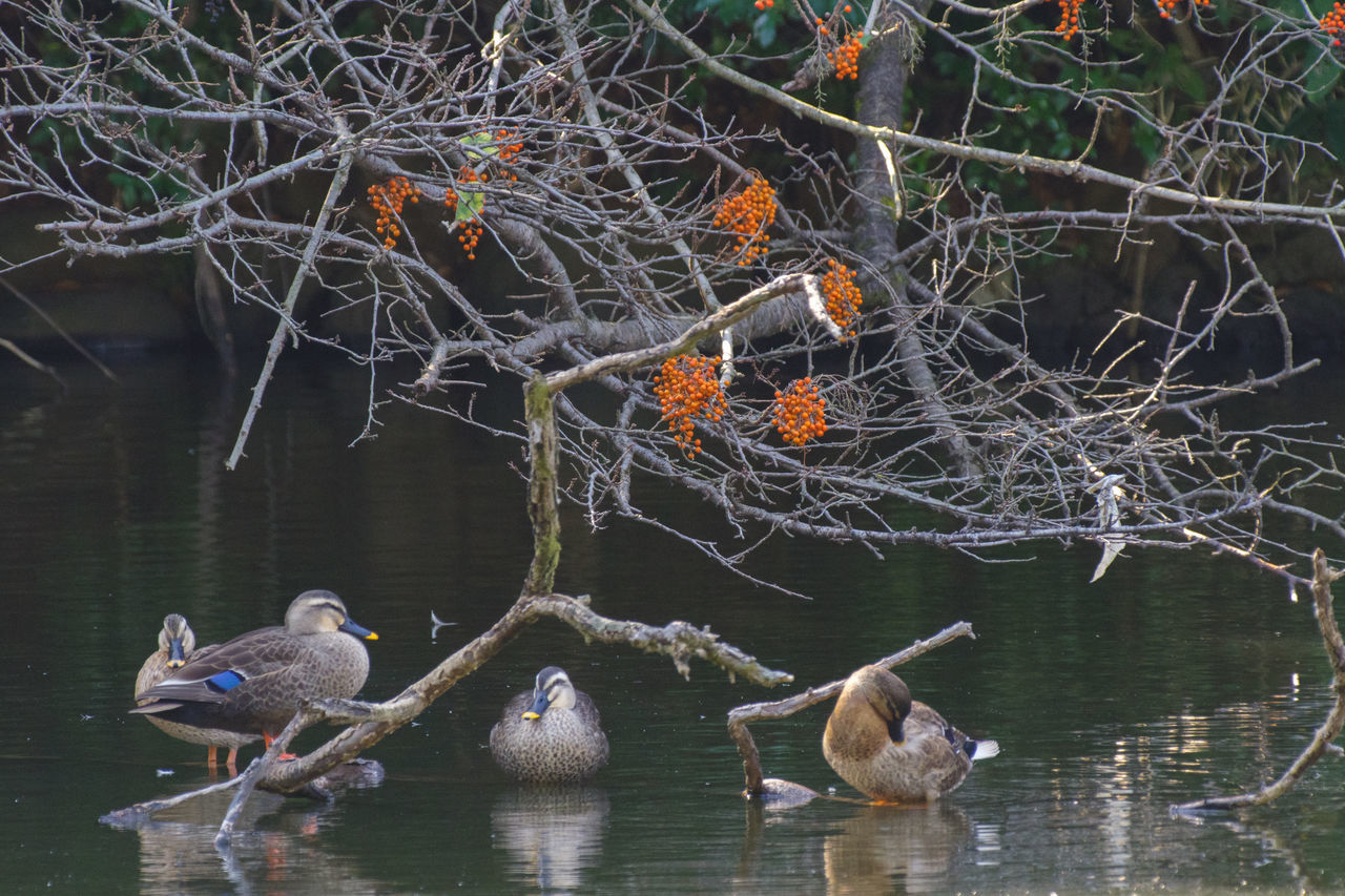 DUCKS IN LAKE