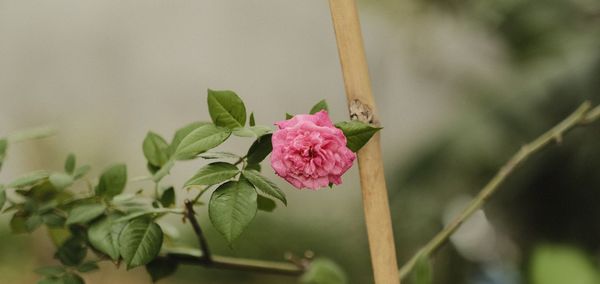 Close-up of pink flowering plant