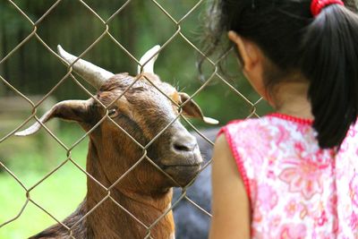 Rear view of girl looking at goat