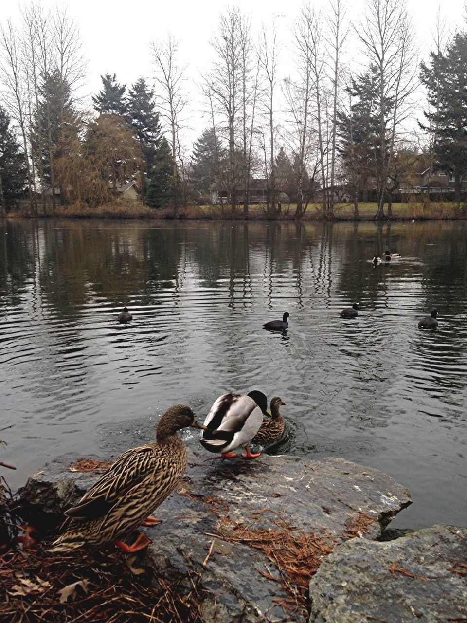 bird, water, animal themes, lake, animals in the wild, wildlife, duck, swimming, tree, reflection, swan, water bird, nature, rippled, lakeshore, two animals, tranquility, day, outdoors, mallard duck