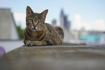 Close-up portrait of cat