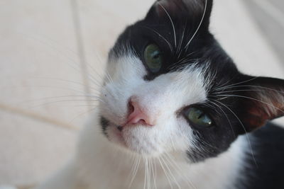 Close-up portrait of a cat