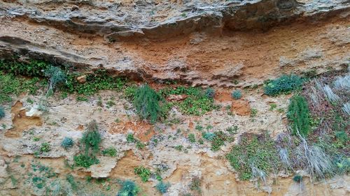 Full frame shot of plants