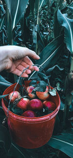 Bucket of apples