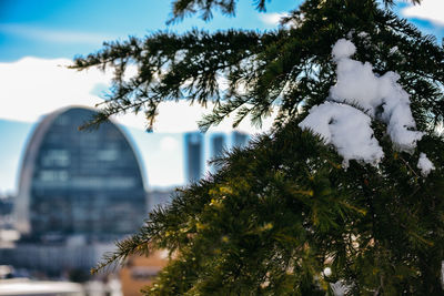 Close-up of snow on tree against sky