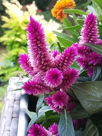 Close-up of pink flowering plant