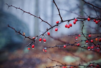 Close-up of red berries on tree