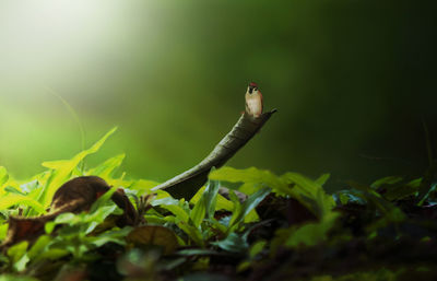 Close-up of lizard on land