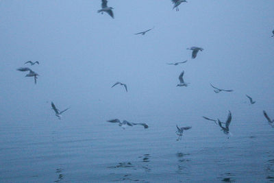 Low angle view of birds flying in the sky