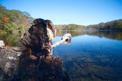 Close-up of rock by lake against clear sky
