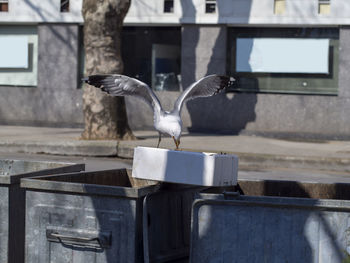 Seagull is eating fish parts from trash can