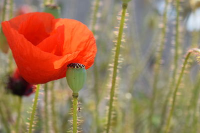 Close-up of red poppy flower