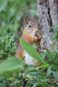 Close-up of squirrel