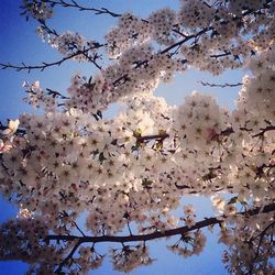 Low angle view of cherry blossom tree