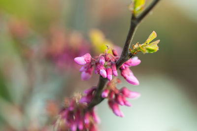 Close-up of pink flowers