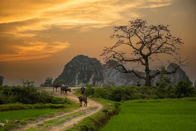 Scenic view of landscape against sky during sunset