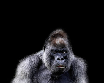 Portrait of gorilla over black background