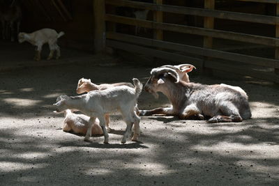 View of goats on field 