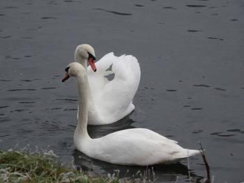 Close-up of swan on water