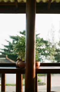 Close-up of tree seen through window