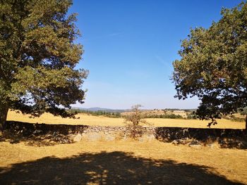 Trees on field against blue sky