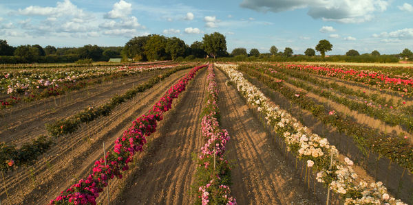 Panoramic view of agricultural field against sky